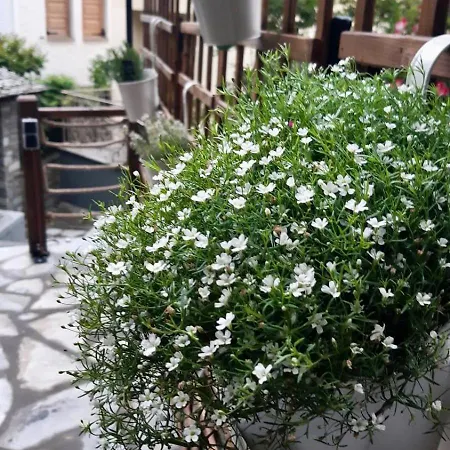Andromeda Pelion * Portaria (Magnesia)